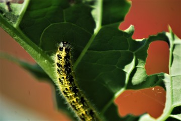 Cabbage caterpillar on a green cabbage leaf