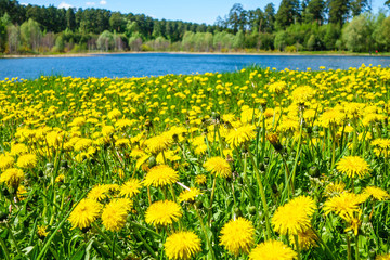 Bright yellow field of dandelion flowers. River & forest are on blurred background