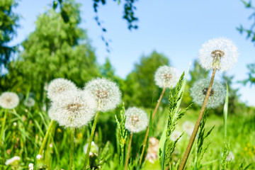 Close view onto blowballs of dandelion flowers. Forest is on blurred background