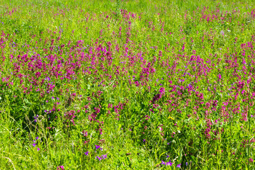 Field of Sticky Catchfly flowers during  their blossom