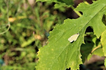 Cabbage white butterfly on a zucchini leaf-pieris brassicae