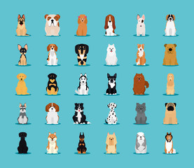 icon set of dogs breeds, flat style