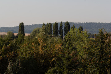 forest in the mountains