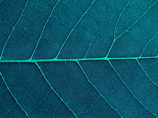 Fototapeta na wymiar close up blue leaf texture