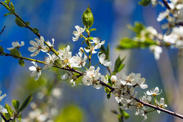 Branches with cherry blossoms against the blue sky.