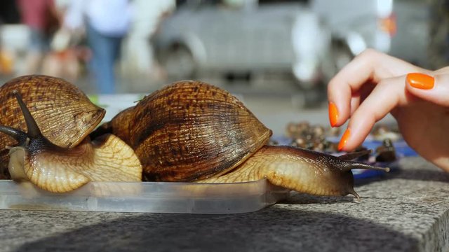 close-up, two large brown Achatina snails, on an urban background