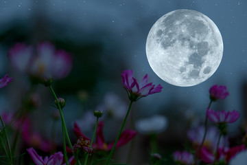 Full moon on the sky with silhouette cosmos flowers garden.