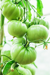 A branch with green, unripe tomatoes. Healthy food.