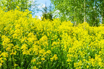 Close view onto bright yellow Rapeseed flowers, forest trees are on blurred background