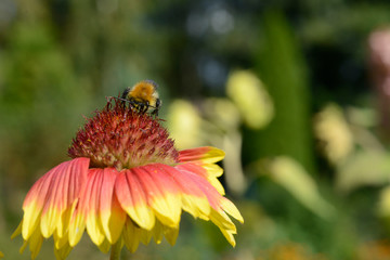 colorful gaillardia growing in the garden