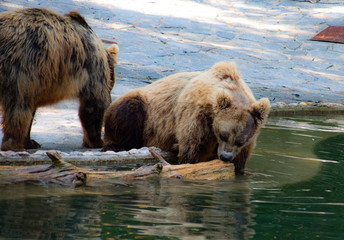 brown bear in the lake