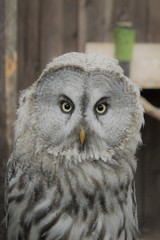 Owl