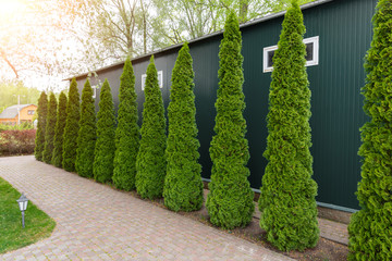 Row of tall evergreen thuja occidentalis trees green hedge fence along path at countryside cottage...