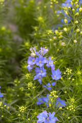 Blooming blue flowers delphinium，Consolida ajacis
