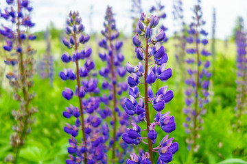 Violet Lupine flowers shot during season of its blossom. Background is blurred