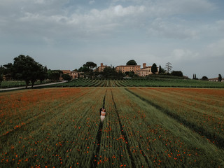 field of wheat and poppies