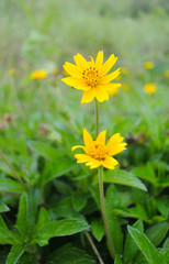 Yellow flower blossom close up