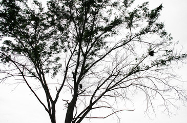 Tree canopy silhouette with white sky