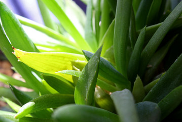 close up of aloe vera plant