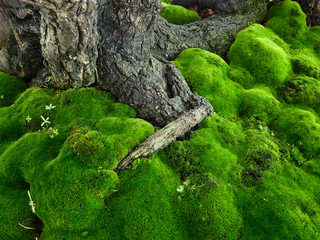 Naklejka na ściany i meble green moss on the ground in forest
