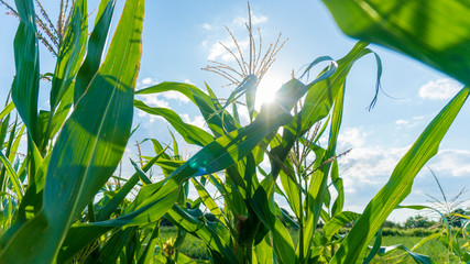 corn bushes growing in the field