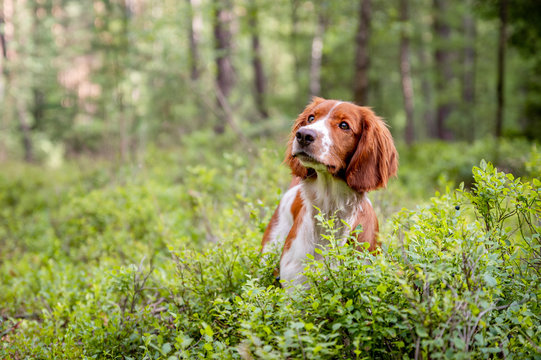 Healthy happy adorable dog of welsh springer spaniel breed in forest. Nature green background.