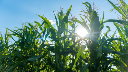 corn bushes growing in the field