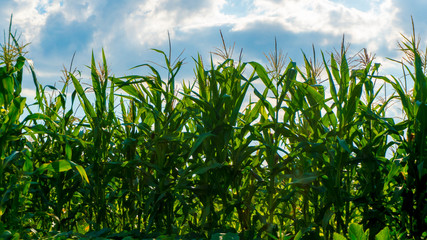 Obraz premium corn bushes growing in the field