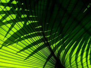 Fototapeta premium beautiful palm leaves of tree in sunlight