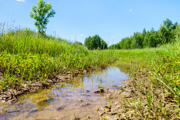 A puddle formed in the trace of a passing vehicle. Summer field and forest around
