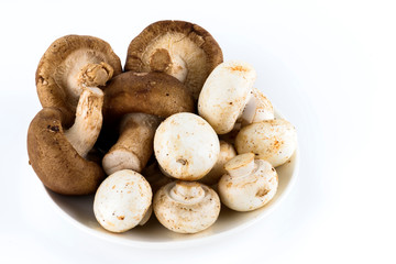 Close-up of fresh White mushroom on bright background