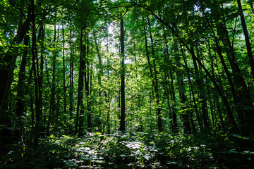 Naklejka premium Plamy słoneczne na roślinach w ciemnym lesie nietkniętym przez człowieka