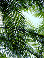 green palm leaf of of mountain date palm ( Phoenix loureiri )