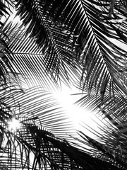 silhouette palm leaf of of mountain date palm ( Phoenix loureiri ) on white background