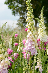 colorful flowering foxglove in in the nature © Caro