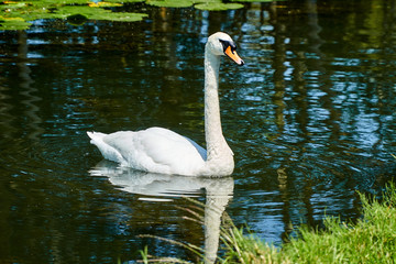 Swan with lily pads 