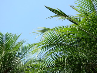 green palm leaf of of mountain date palm ( Phoenix loureiri )