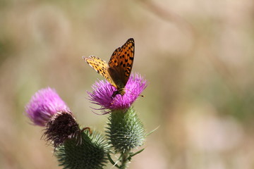 Insect on a thistle