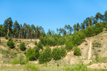 Fototapeta premium Panorama of pine forest growing on steep slops of rocks