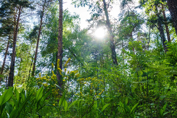 Obraz premium View from bottom to top, from forest grasses and flowers to the crown of trees. The sun peeks out from behind the foliage.