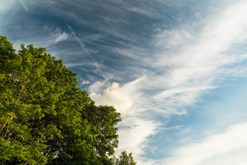 Obraz premium Cirrus clouds in the blue sky during the day over the treetops in summer .