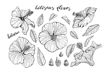 Set of monochrome hand drawn hibiscus flowers clipart. Floral design elements. Isolated on white background. Vector illustration.