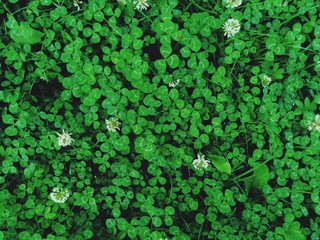 Green three-leaf clover  St. Patrick 