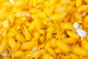 group of silk case worm cocoons nests color yellow and white. cocoon silkworm prepare for make thread.