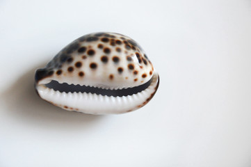 sea shell. a mottled brown and white shell on a light background. decor.