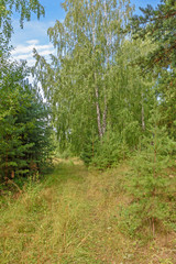 Fototapeta premium Landscape. On a summer morning in the forest behind the branches of trees you can see the blue sky with white clouds.