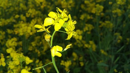 yellow, flower, nature, field, spring, plant, flowers, green, summer, blossom, agriculture, canola, meadow, rapeseed, oil, garden, bloom, farm, macro, landscape, seed, grass, rural, 
Mustard flowers