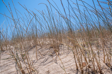 Fototapeta premium grass on the dunes sand on the beach , beachgrass with blue sky background