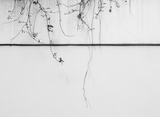 branch of tree on aged street white concrete wall