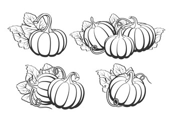Pumpkins with leaves, silhouette on white background.